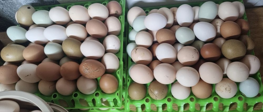 Oua incubat ( metis )