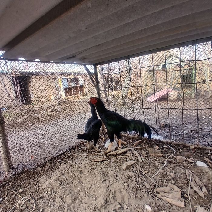 Dakan xo'roz sotiladi. 2 yillik.