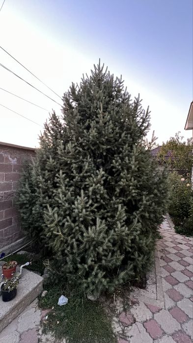 Продам живые  ели