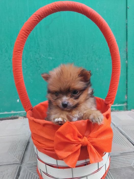 Продаётся мини йорк щенки 2 месяца торг уместен