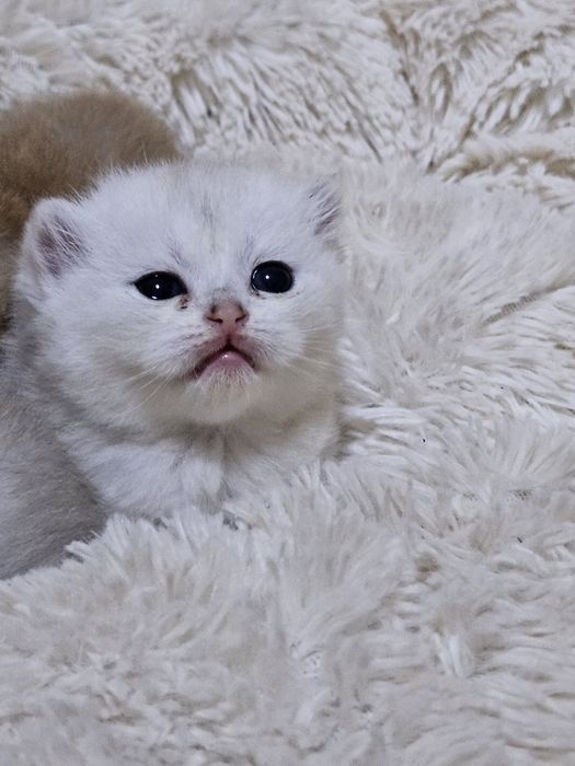 Бронь Котята Шиншиллы