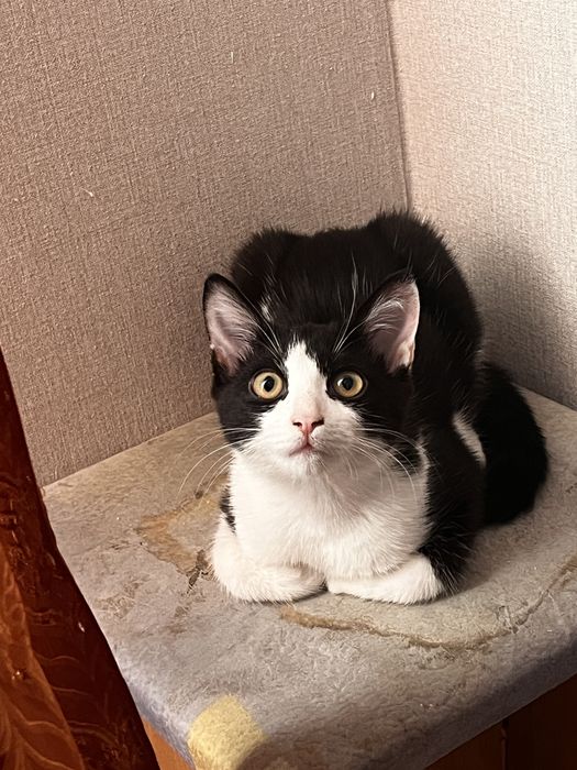 Отдам бесплатно котика