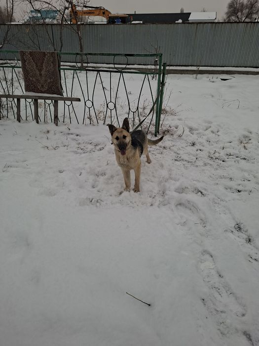 Восточно европейская овчарка