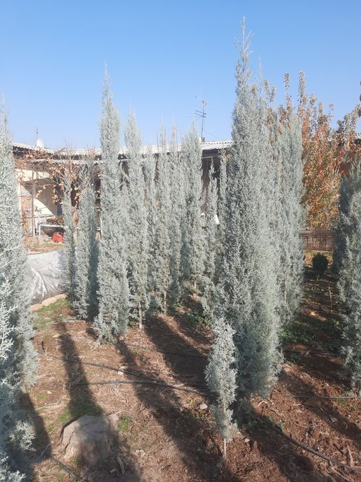 Аризониские кипарис .ИТАЛИЯ