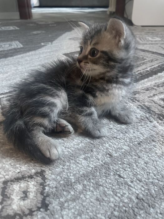 котята беспоатно!