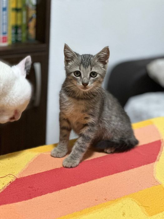 Adopție pui de pisica