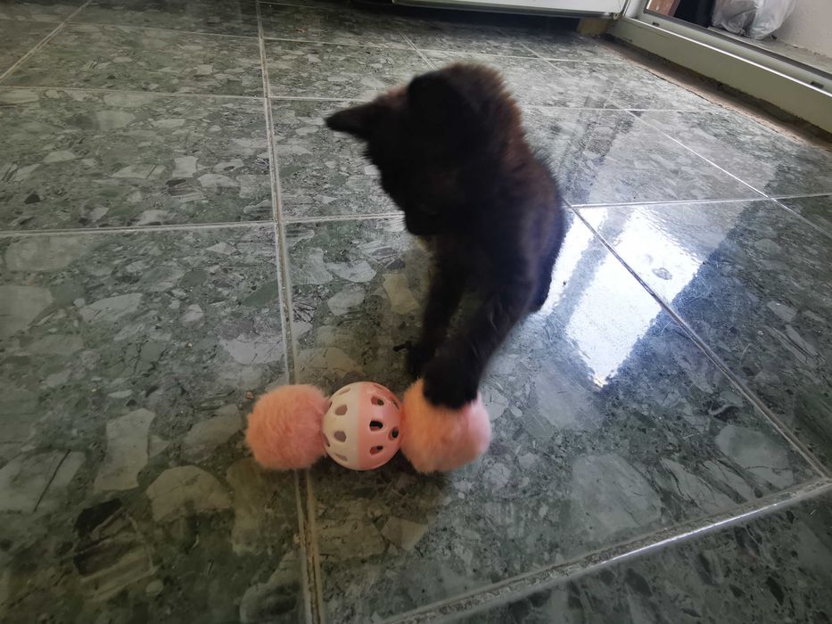 Подарявам малко сладко коте бебе