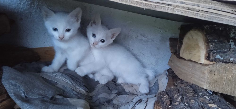Бели котета с разноцветни очи