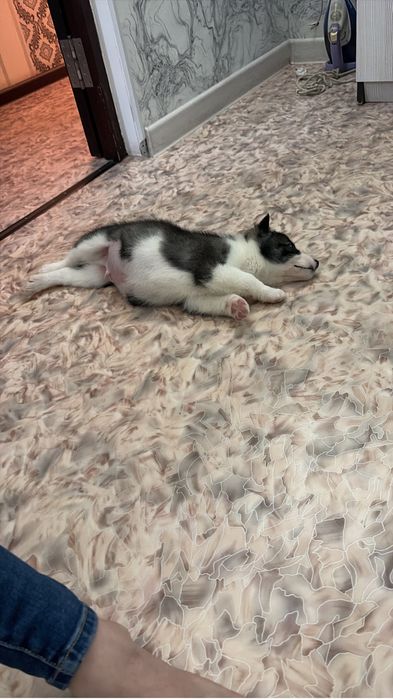 Отдам даром щенка лайка