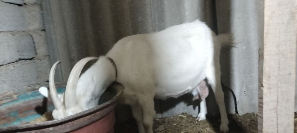 Әтеш арасындағы сиськи компиляция