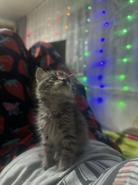Отдам кошечку в добрые руки