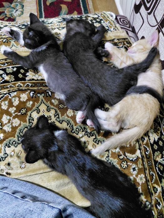 Отдам котят в хорошие руки
