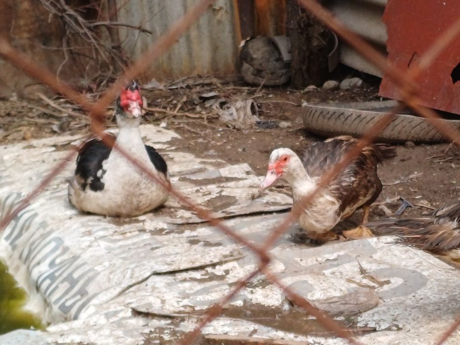 Продам индоуток, годовалые