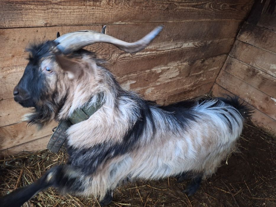 Vând tap  metis    2 ani