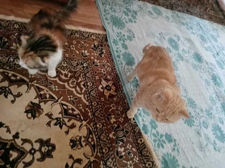 Вислоухие котята