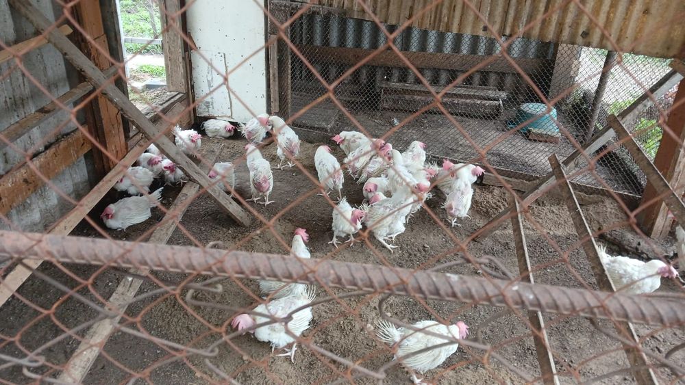 Продаем белых курей