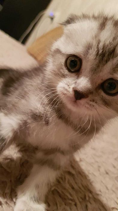 Вислоухие Шотландские котята