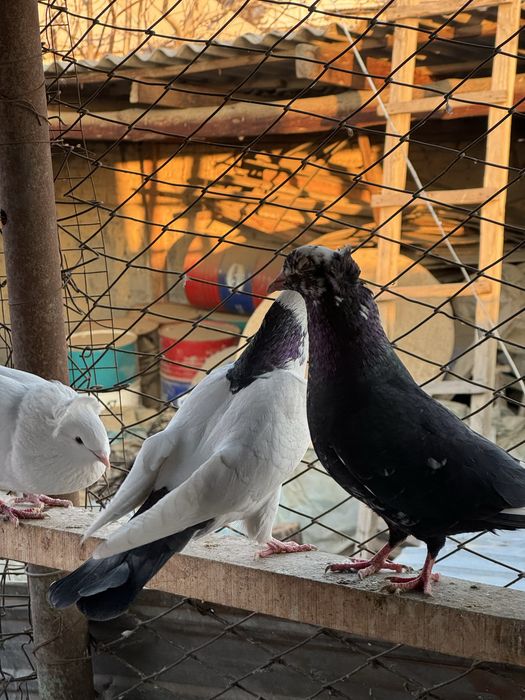 Шейка голубка жук самец бакинцы