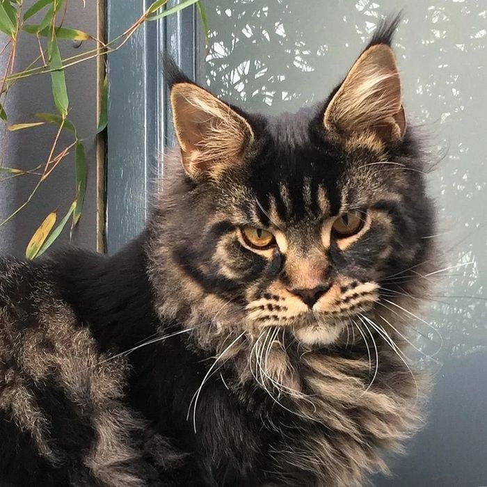 Мейн- Куны !!- Домашняя РЫСЬ