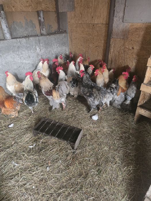 Продам петухов Брама