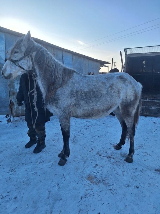 Продам жерёбых кобыл.