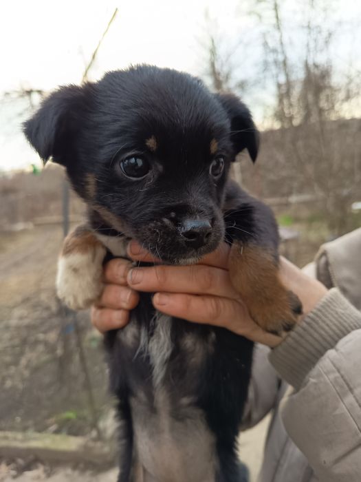 Câței gratis 3 luni