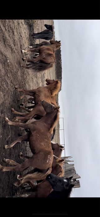 Жабағылар сатылады 30-40бас