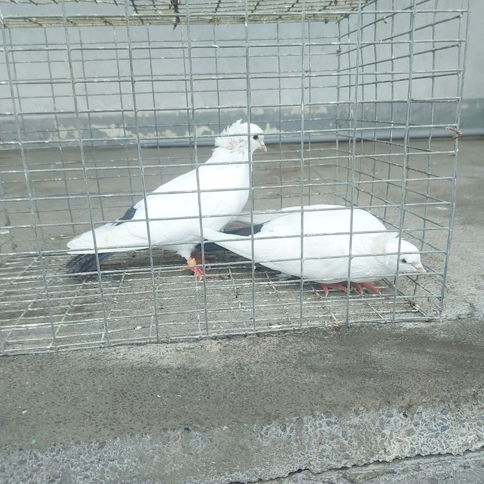 Чернахвость чубати бровястые обрезные