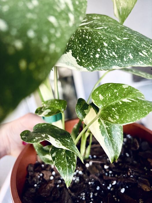 Monstera thai constellation