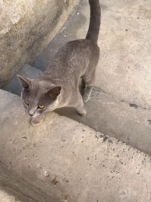 Кошка малчик британский скотиш фолд 100$