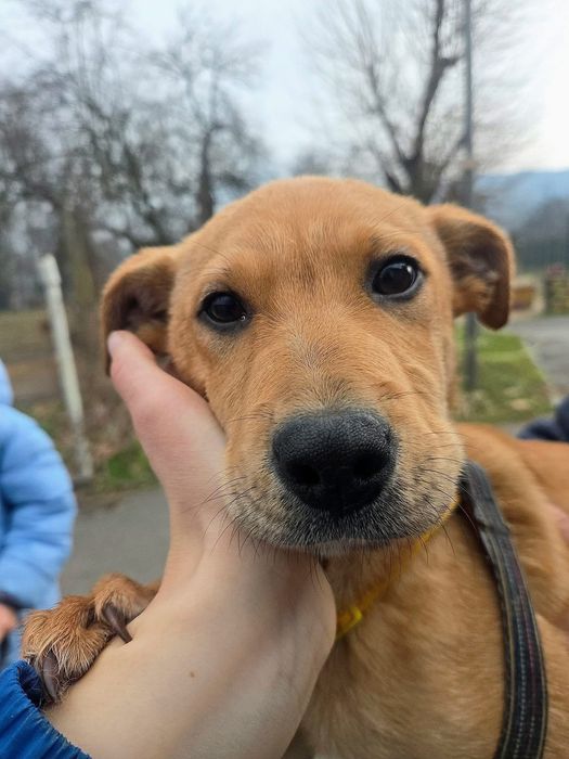 Кученце си търси дом