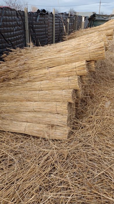 STUF Uscat selectat, TRESTIE, Rogojina, REED, ROSEAU, SCHILF
