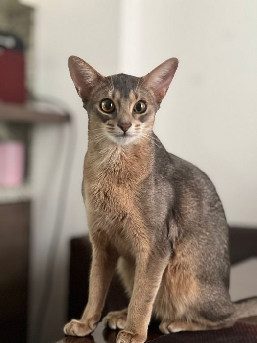 котенца абисински