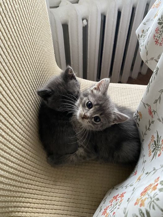 Отдам в добрые руки двух котят-девочек