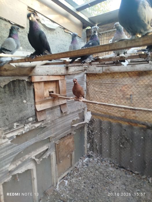 Продам разных голубеи