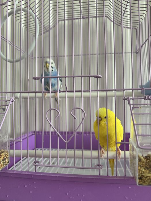 Волнистые попугаи