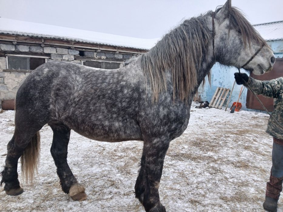Жеребец на племя