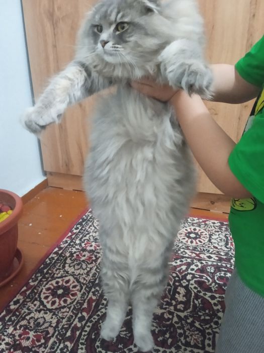 Mushuk 1 yoshli zottor