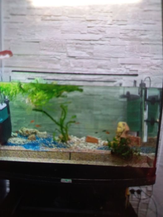 Pesti acvariu  puiet