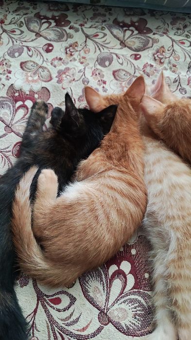 Котята домашние рыжие