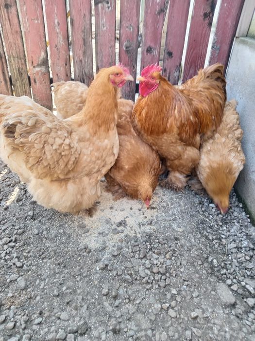 Găini cochinchina uriaș