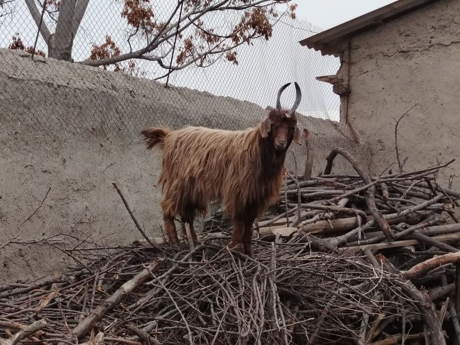 Sarka sotiladi. Axta qilingan