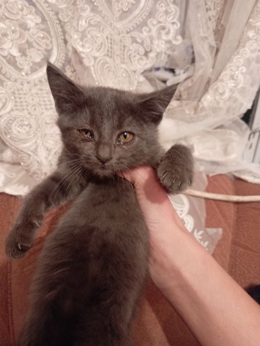 Отдам котят в хорошие руки