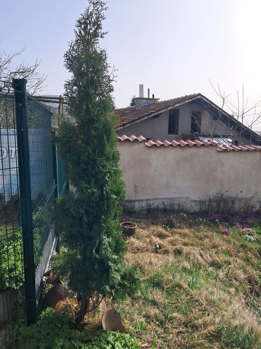 3 - метрова туя -35€