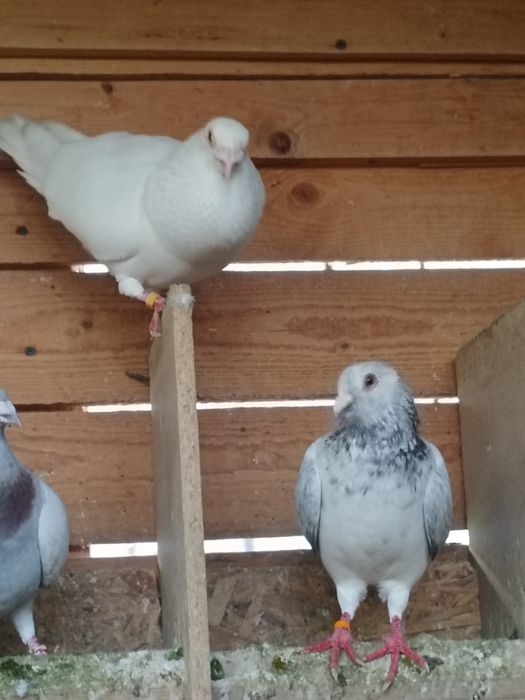 Porumbei diferite rase