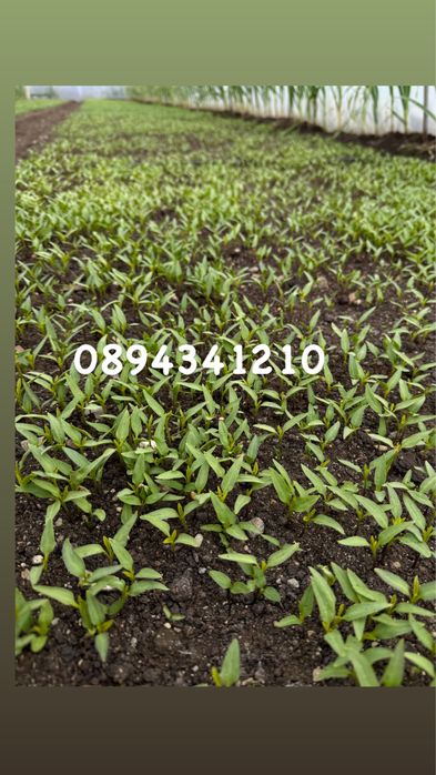 Разсад от производител