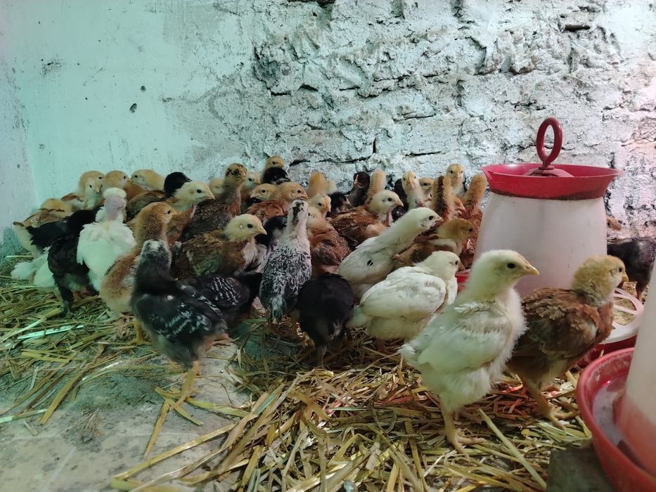 Vând 48 de pui de 5 saptamani