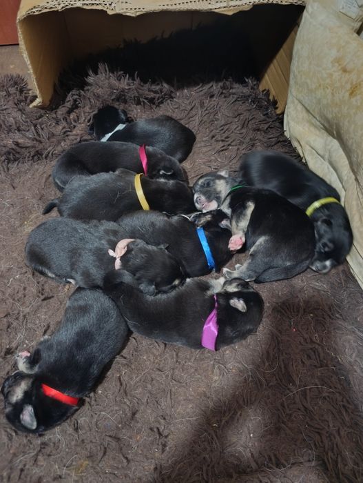 Щенки Помесь Овчарка и Хаски