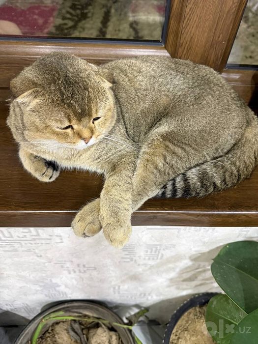 Залотоя шиншела.