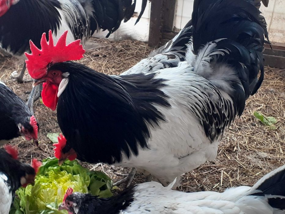 Vand oua pentru incubat de lakenvelder. lakenfelder.